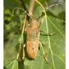 Saperda carcharias (Linnaeus, 1758) female Rzemlik topolowiec
